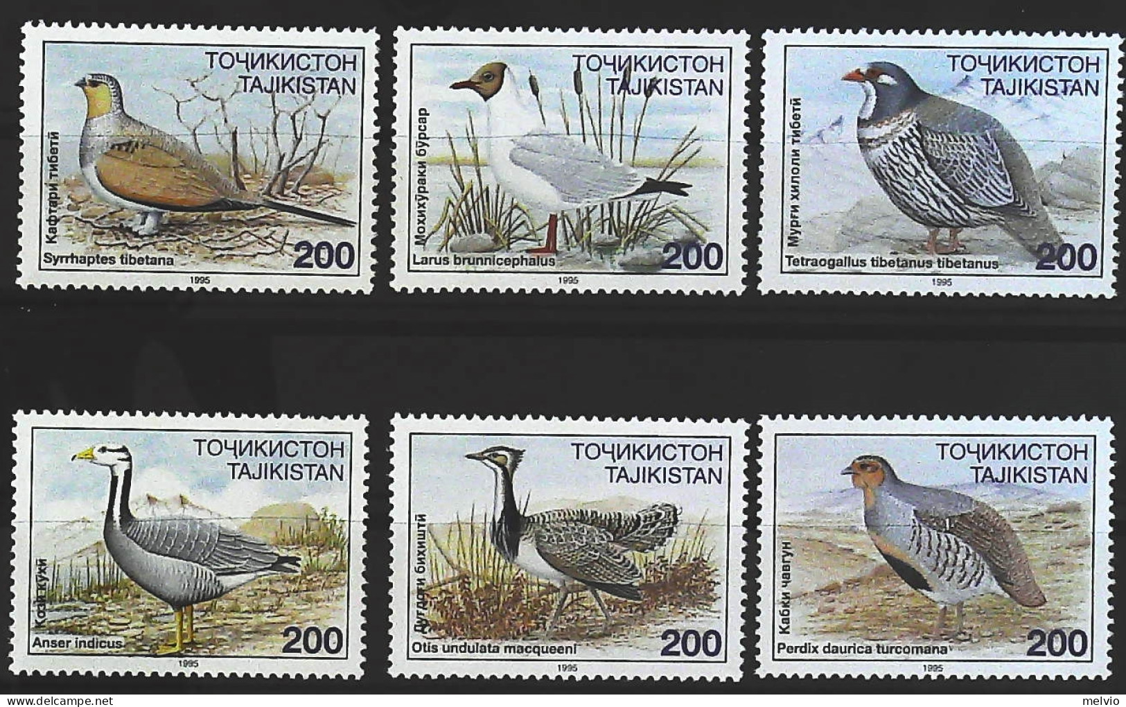 1996-Tagikistan (MNH=**) Serie 6 Valori Uccelli - Tajikistan