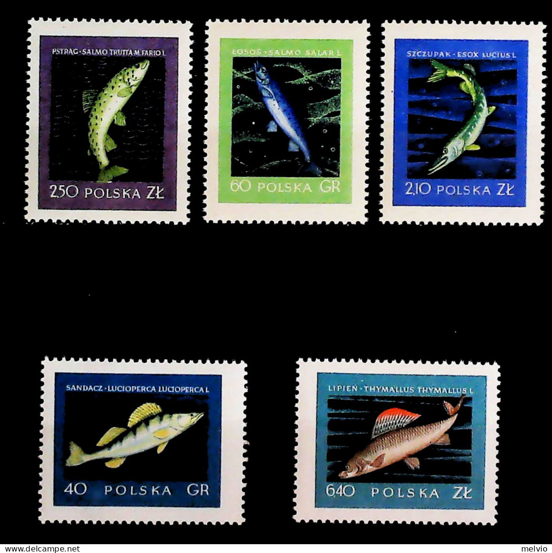 1958-Polonia (MNH=**) Serie 5 Valori Pesci - Sonstige & Ohne Zuordnung