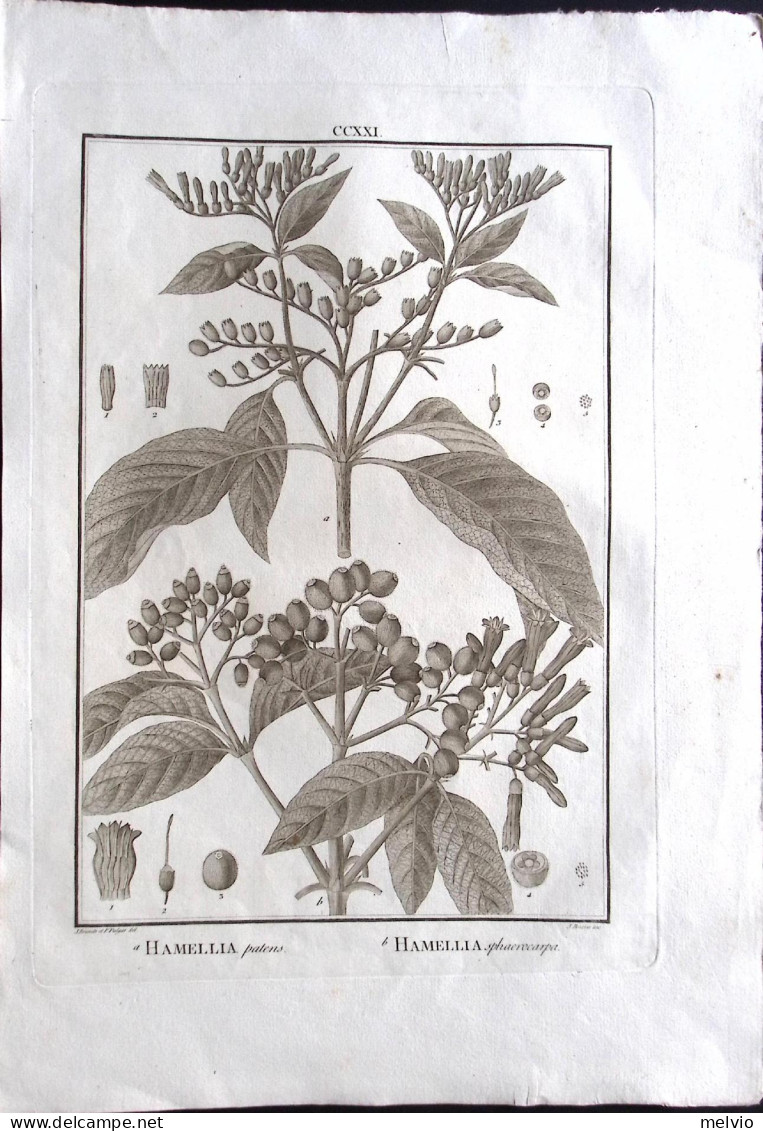 1792-Hamellia Patens Hamellia Sphaerocarpa Incisione In Rame Tratta Da Flora Per - Estampes & Gravures