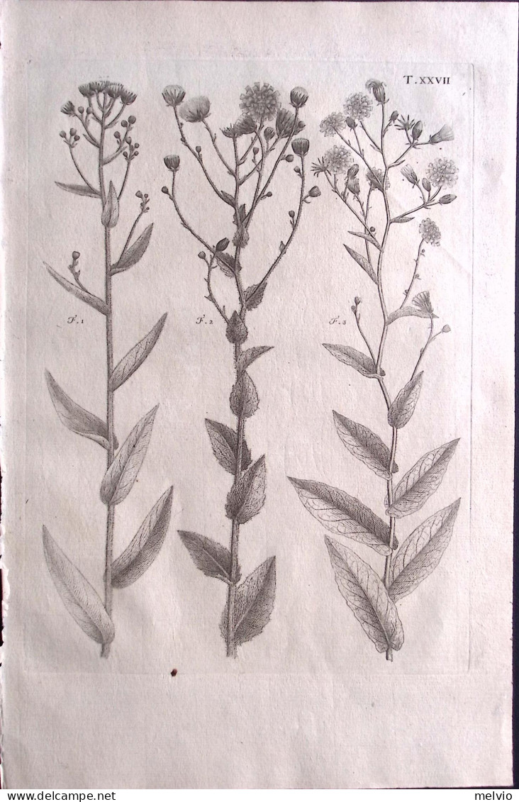 1700circa-Botanica Tav.XXVII Incisione Su Rame Dim.22x30cm. - Prints & Engravings