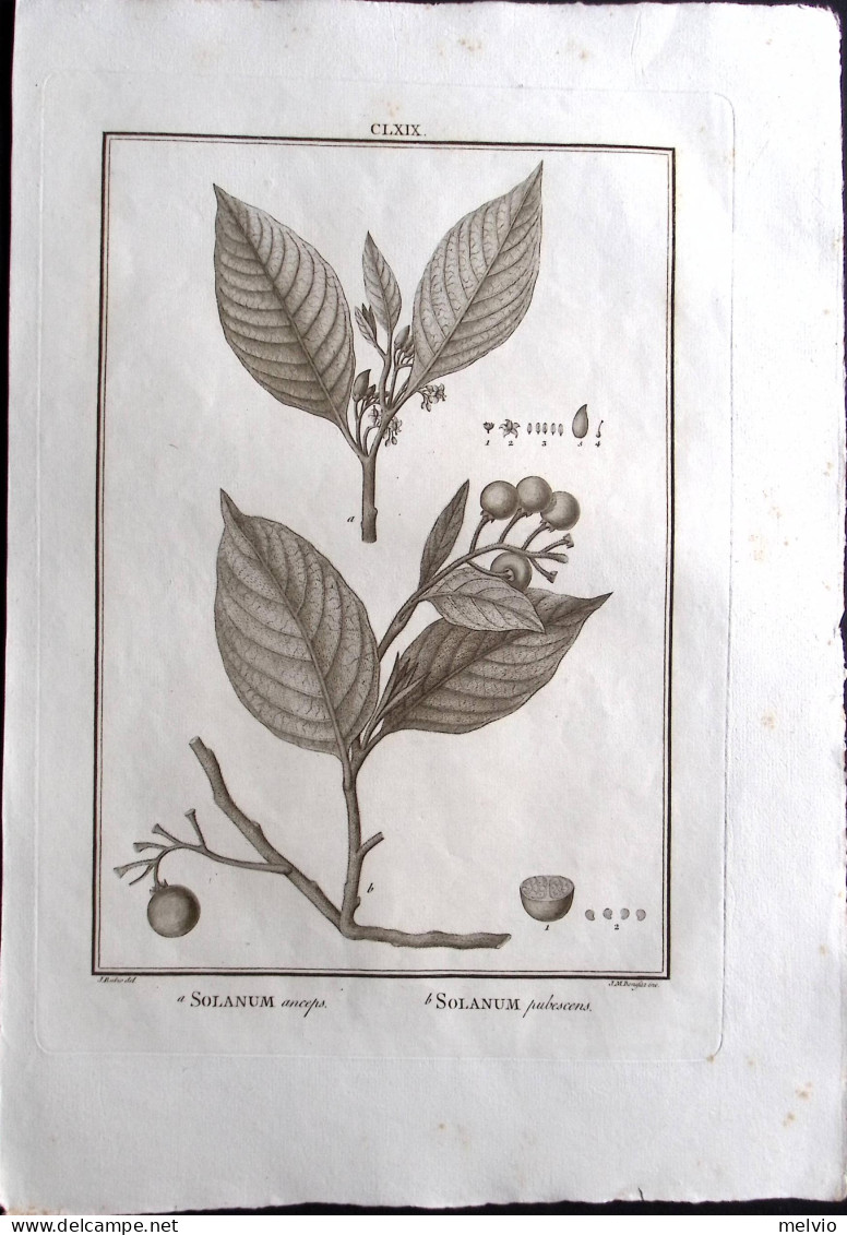 1792-Solanum Anceps, Solanum Pubescens Incisione In Rame Tratta Da Flora Peruvia - Estampas & Grabados