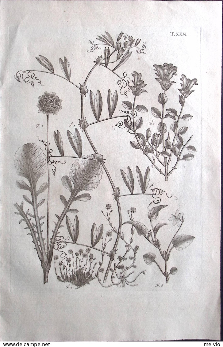 1700circa-Botanica Tav.XXVI Incisione Su Rame Dim.22x30cm. - Prints & Engravings
