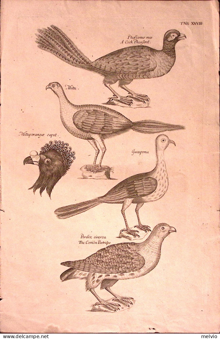 1700circa-Ornitologia A Cock Pheasant,the Comon Partridge,iacupema,mitu Incision - Prints & Engravings