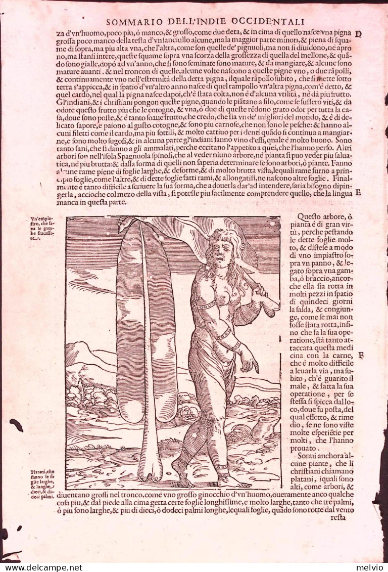 1606-Ramusio Xilografia "Platano"dim.16x27 Cm.tratta Dall'opera "Delle Navigatio - Estampes & Gravures