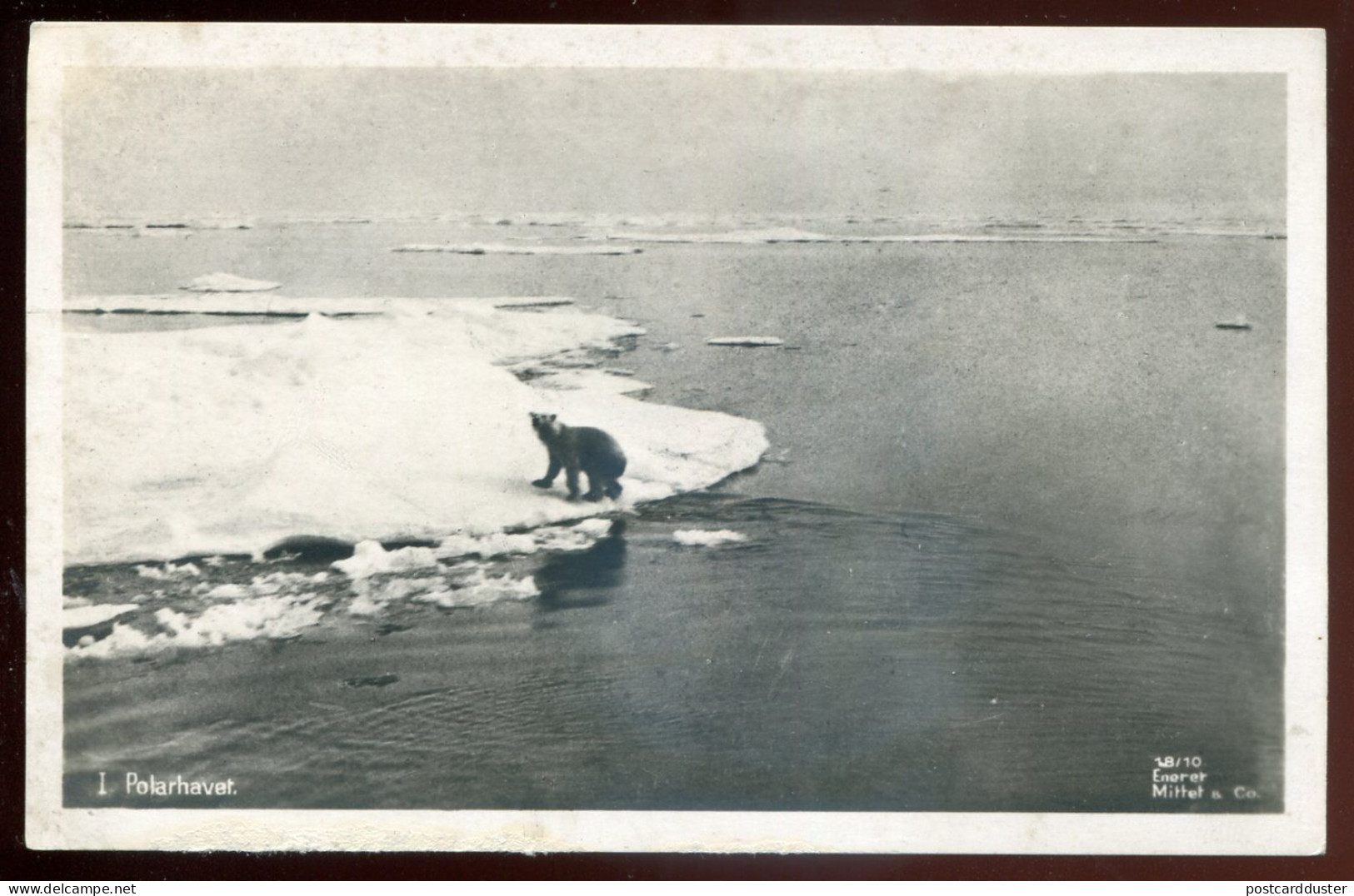 NORWAY 1910s Polarhavet. Polar Bear. Real Photo Postcard (h2240) - Norvegia