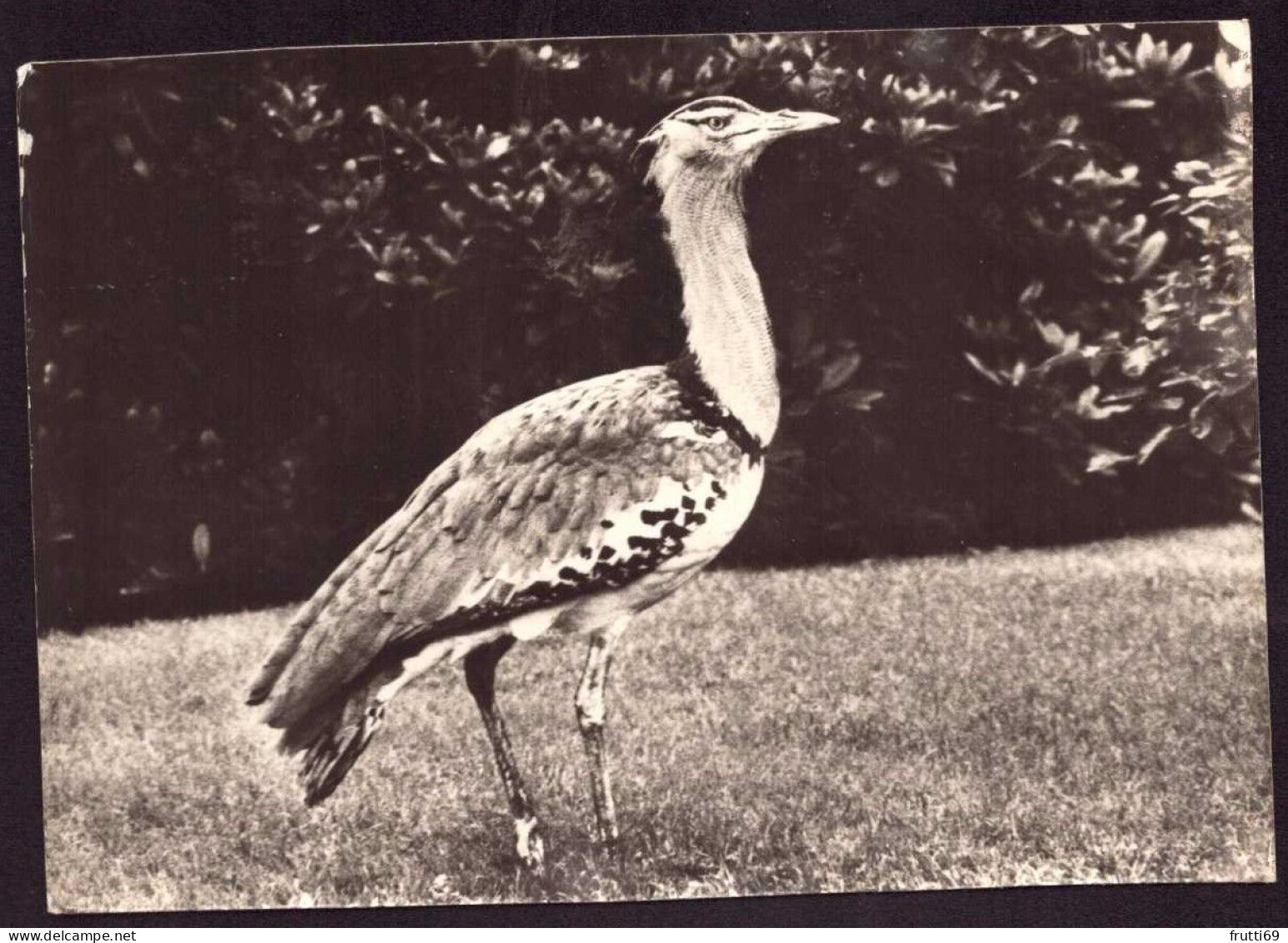 AK 212024 BIRD / VOGEL - Riesentrappe - Oiseaux