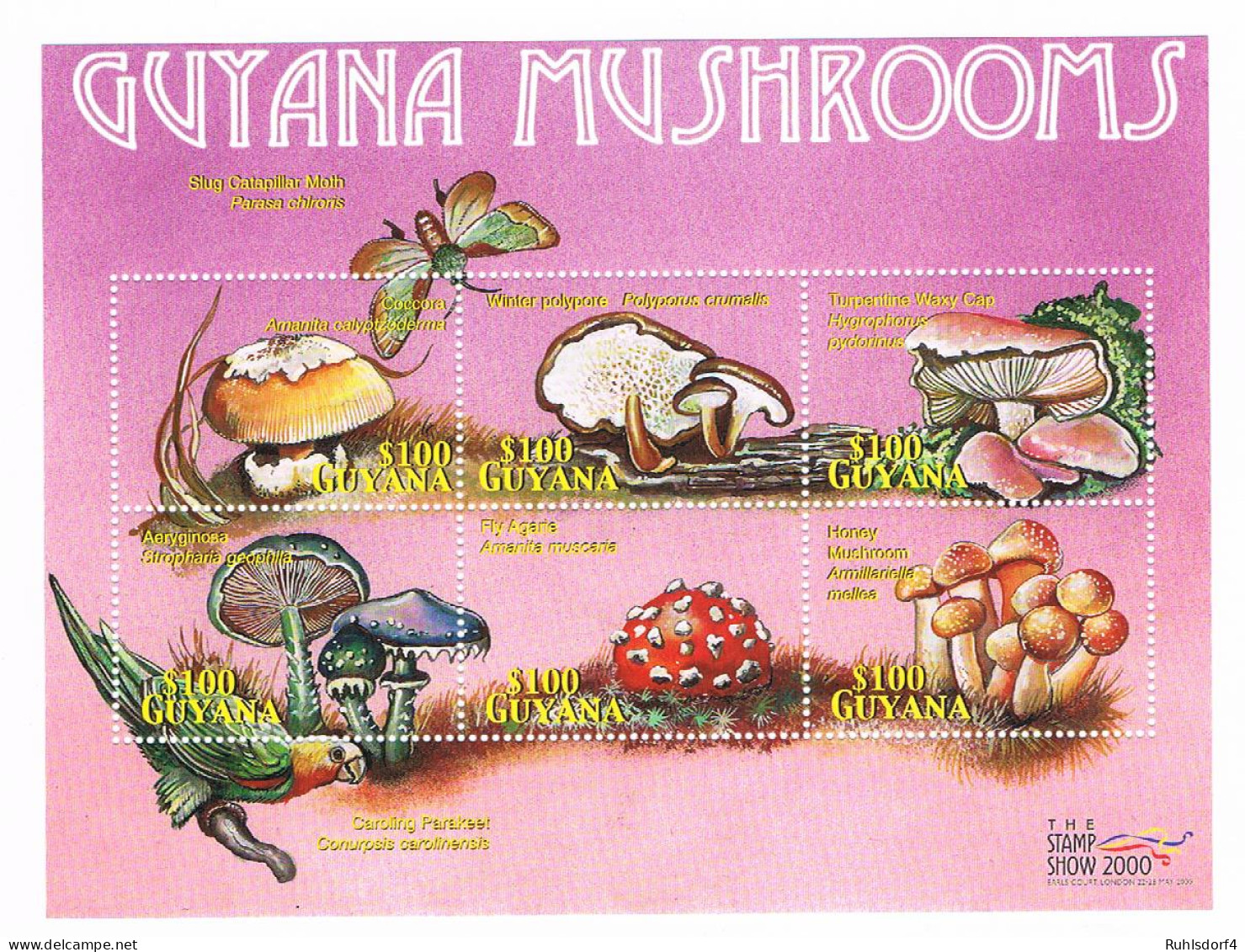 Pilze; Kleinbogen Guyana - Paddestoelen