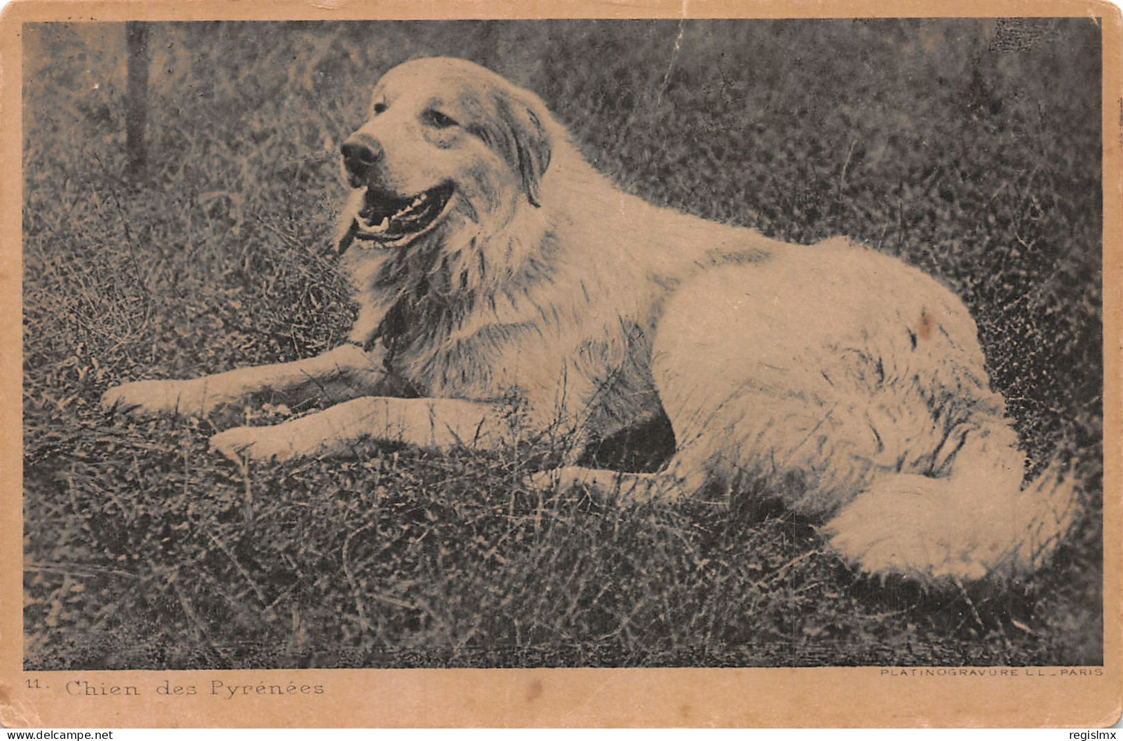 TH-ANIMAUX CHIEN DES PYRENEES-N°2147-H/0345 - Chiens