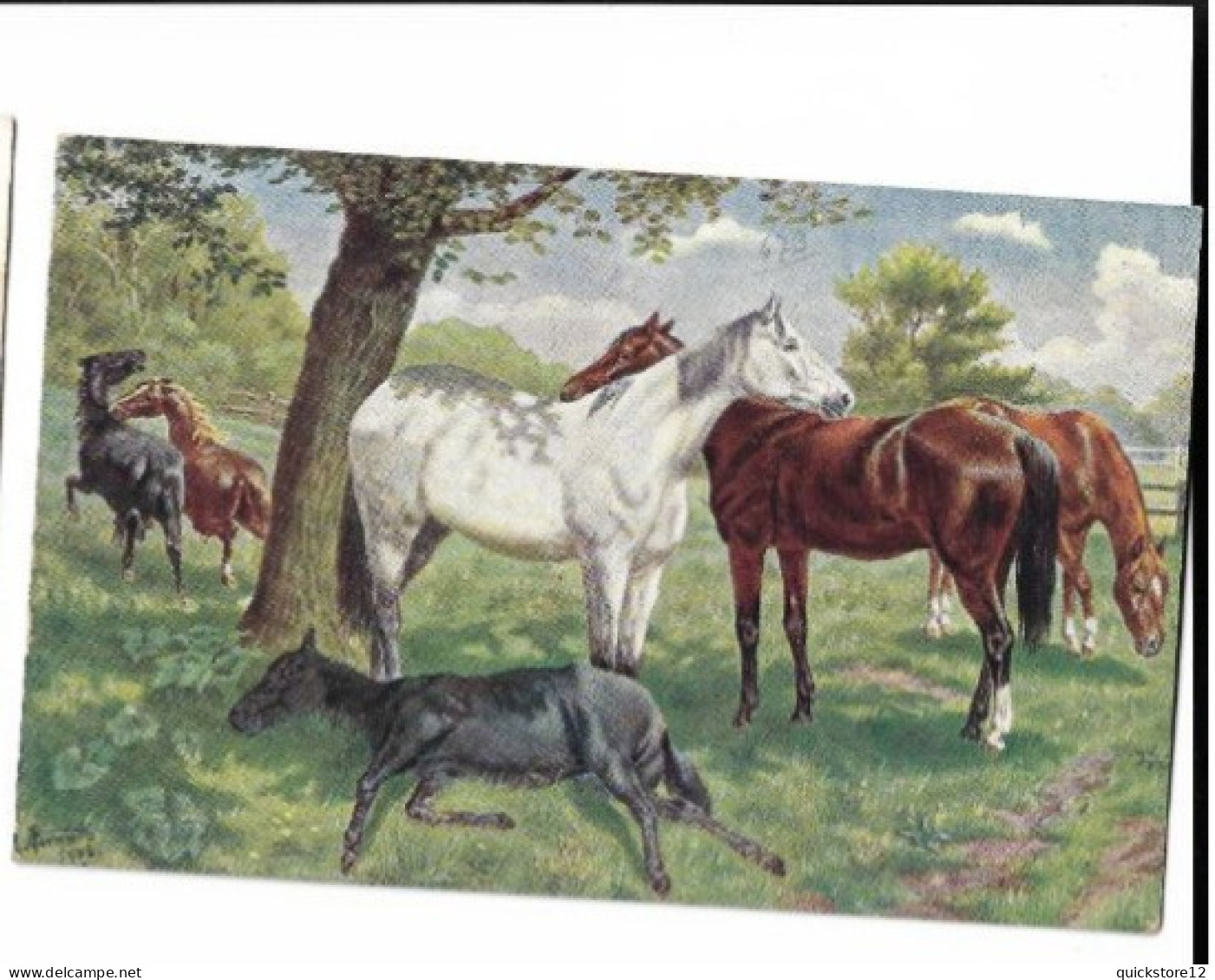 Caballos   7498 - Horses