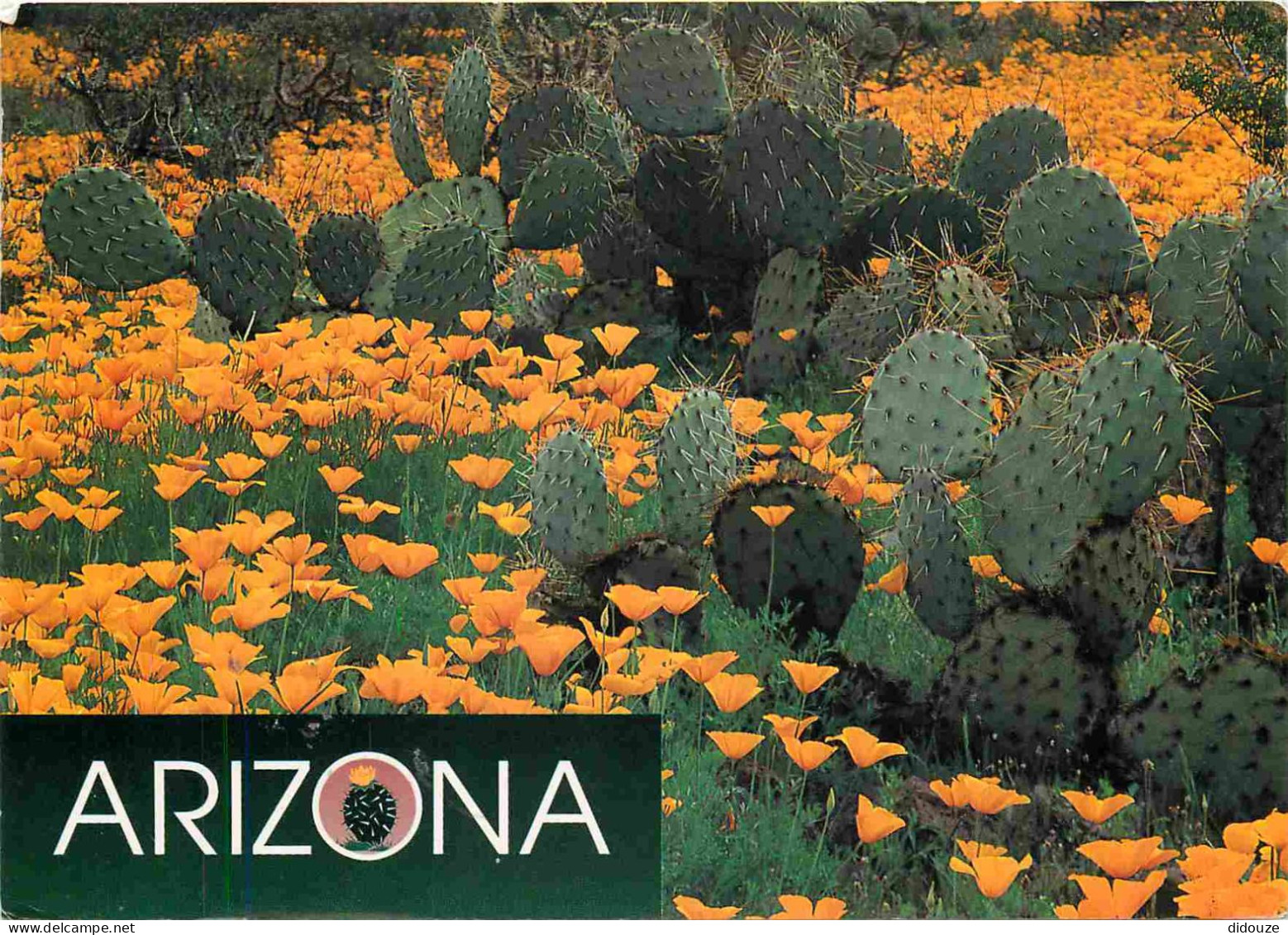 Fleurs - Plantes - Cactus - Arizona - A Blanket Of Mexican Goldpoppies Frame A Patch Ot Prickly Pear Cacti In Southern A - Cactus