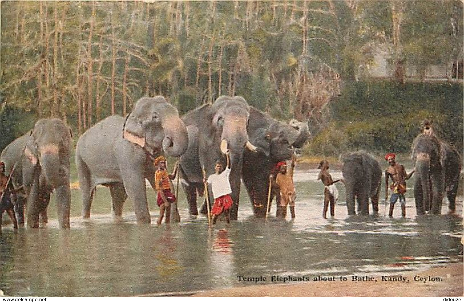 Animaux - Eléphants - Sri Lanka - Ceylon - Kandy - Temple Elephants About To Bathe - Animée - Colorisée - CPA - Voir Sca - Olifanten