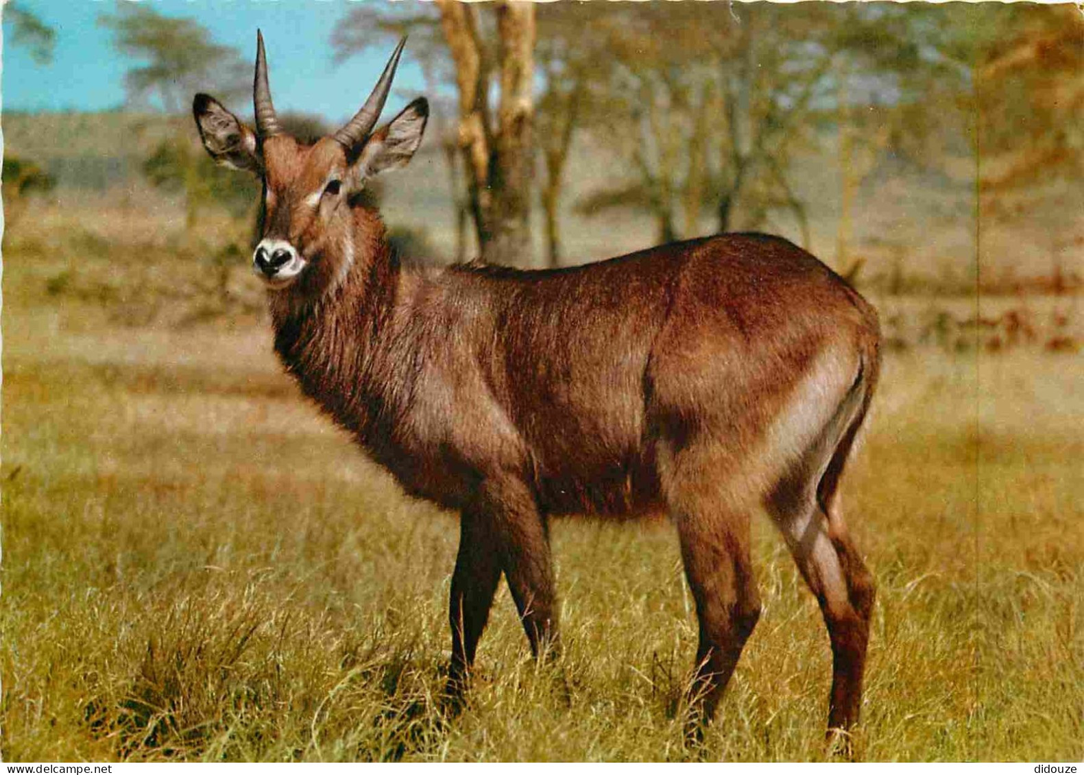 Animaux - Waterbuck O Cobo Dell'Ellisse - CPM - Voir Scans Recto-Verso - Andere & Zonder Classificatie