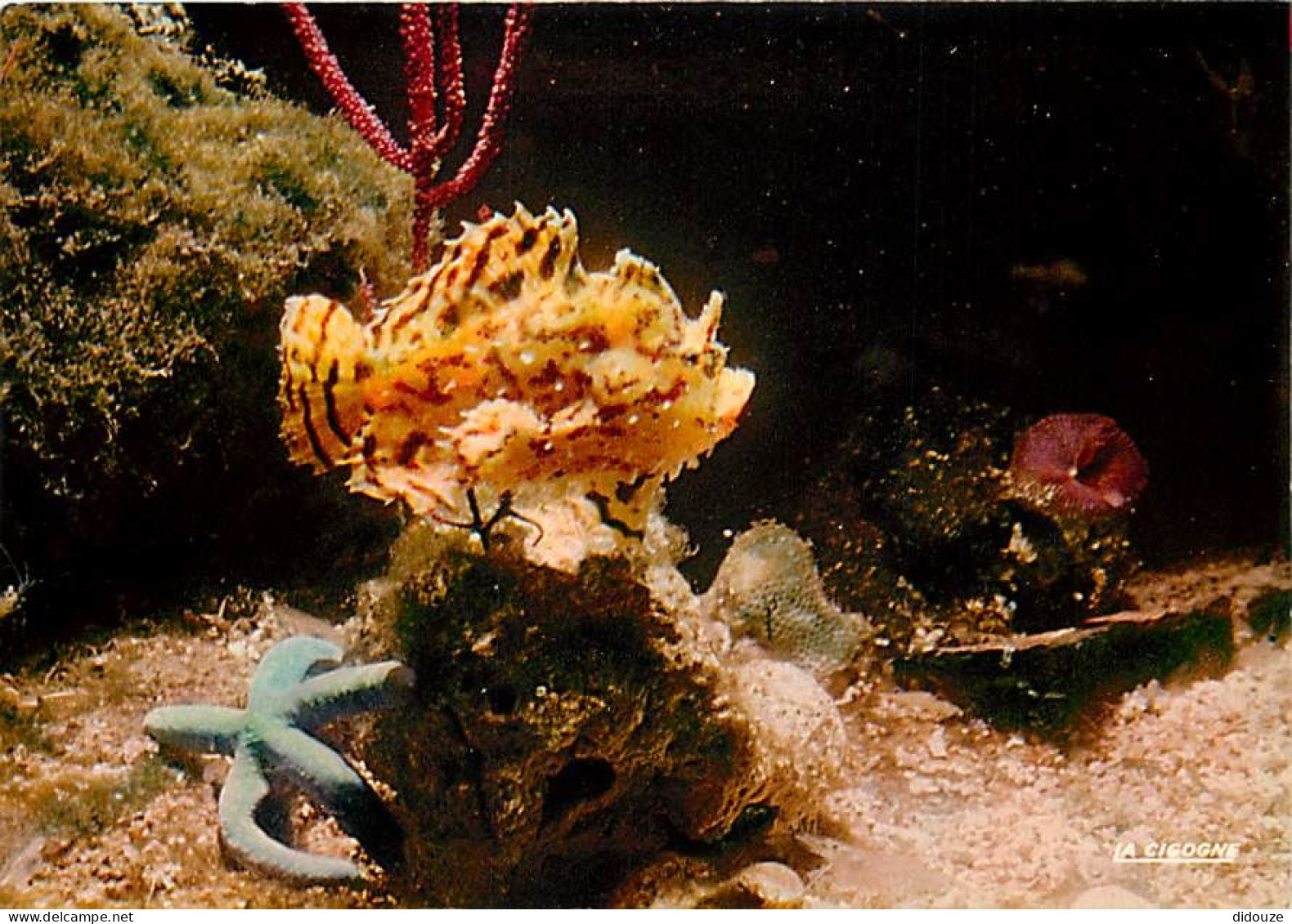 Animaux - Poissons - Aquarium De La Rochelle - 17.300.11 - Antennarius - Etoile Tropicale Bleue - Gorgone Violette - Car - Fische Und Schaltiere