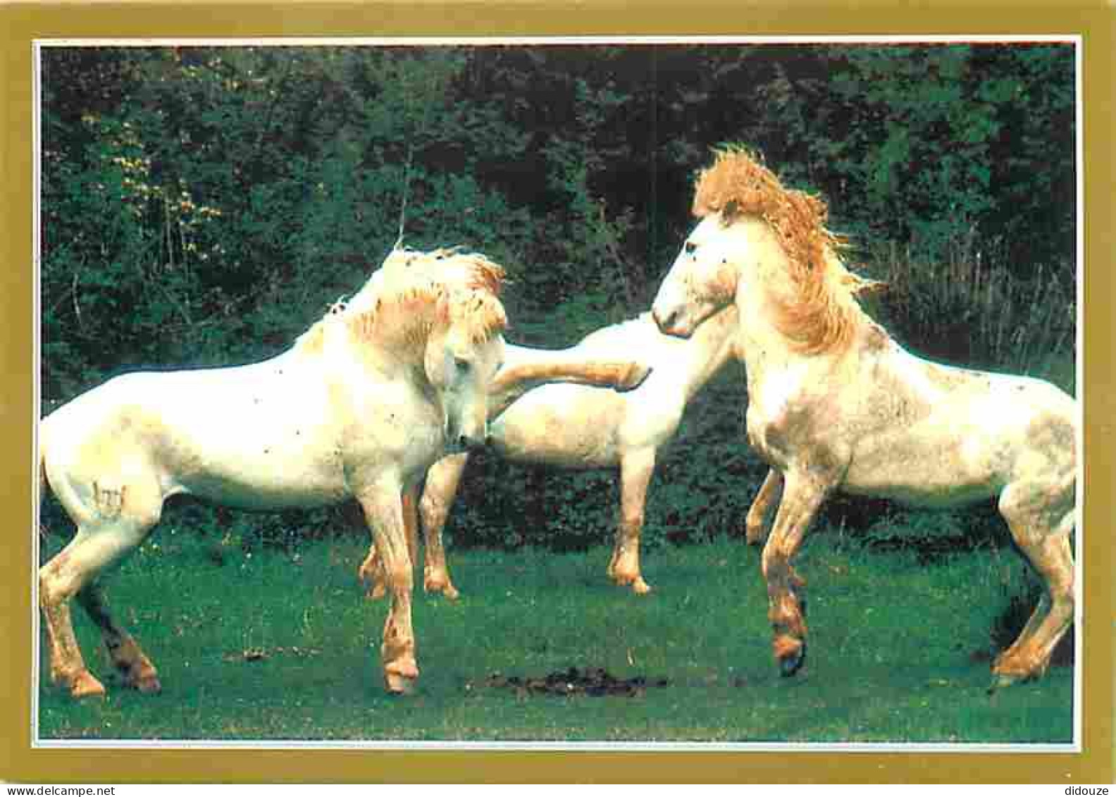 Animaux - Chevaux - La Passion Du Cheval - Photo Serge Farissier - Carte Neuve - Voir Scans Recto Verso  - Paarden