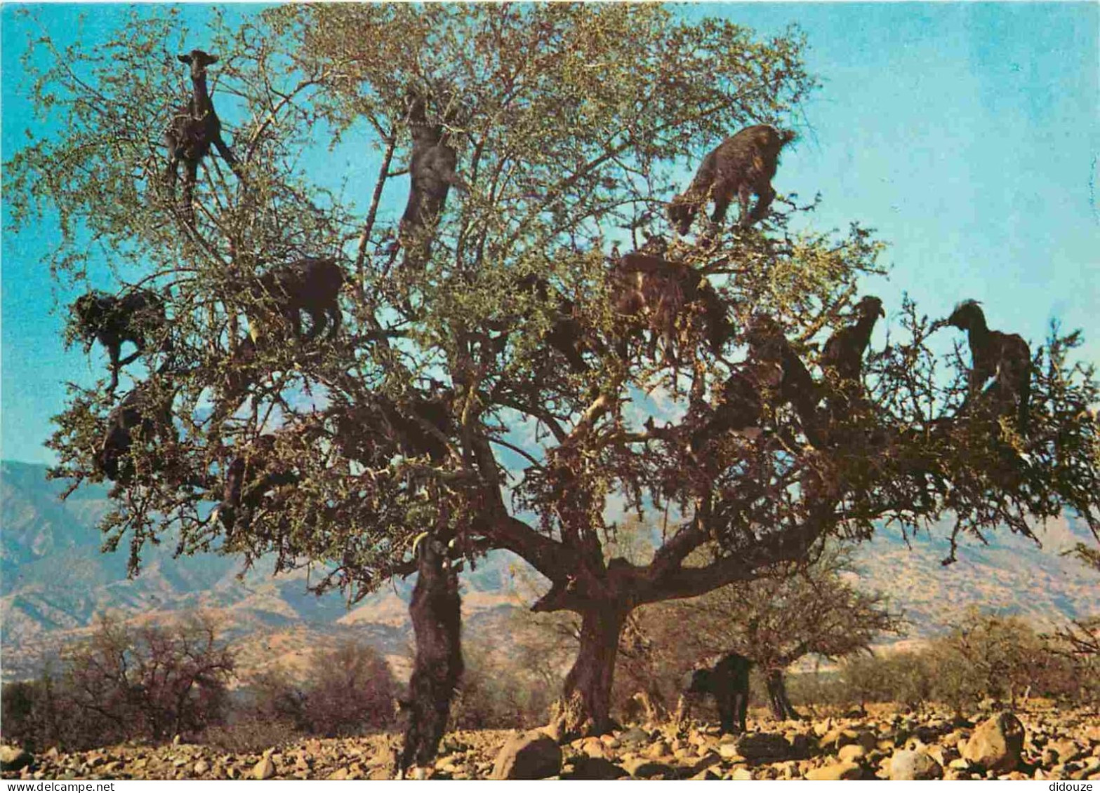 Animaux - Chèvres - Maroc - Chèvres Dans Les Arganiers - Arbres - CPM - Voir Scans Recto-Verso - Autres & Non Classés