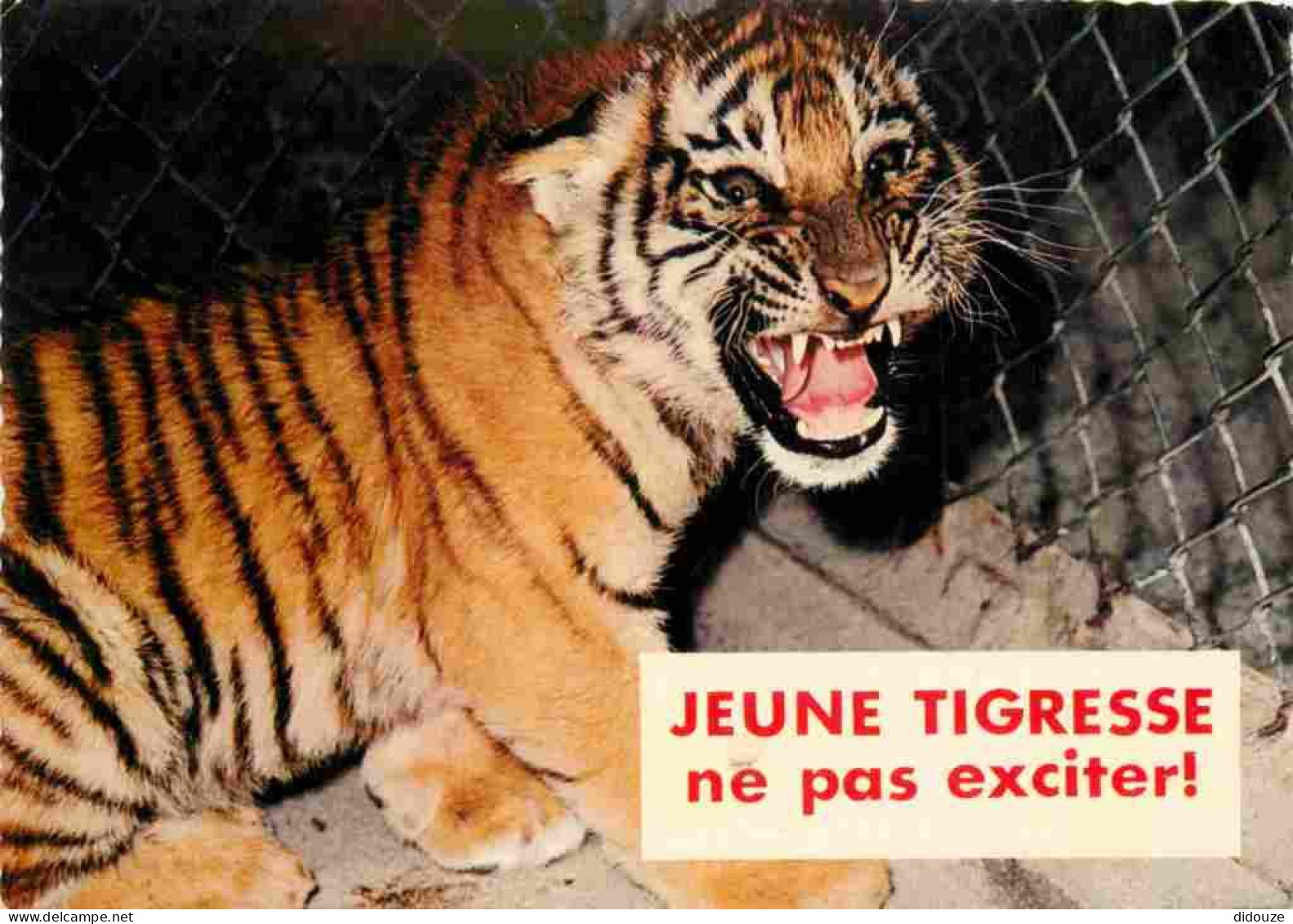 Animaux - Fauves - Tigre - Carte à Message - Carte Humoristique - CPM - Voir Scans Recto-Verso - Tigres