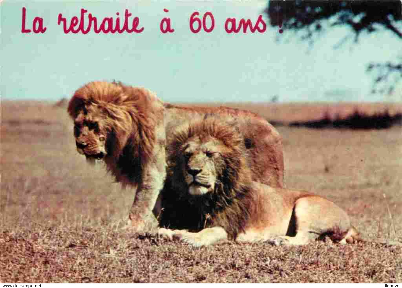 Animaux - Fauves - Lion - CPM - Voir Scans Recto-Verso - Lions