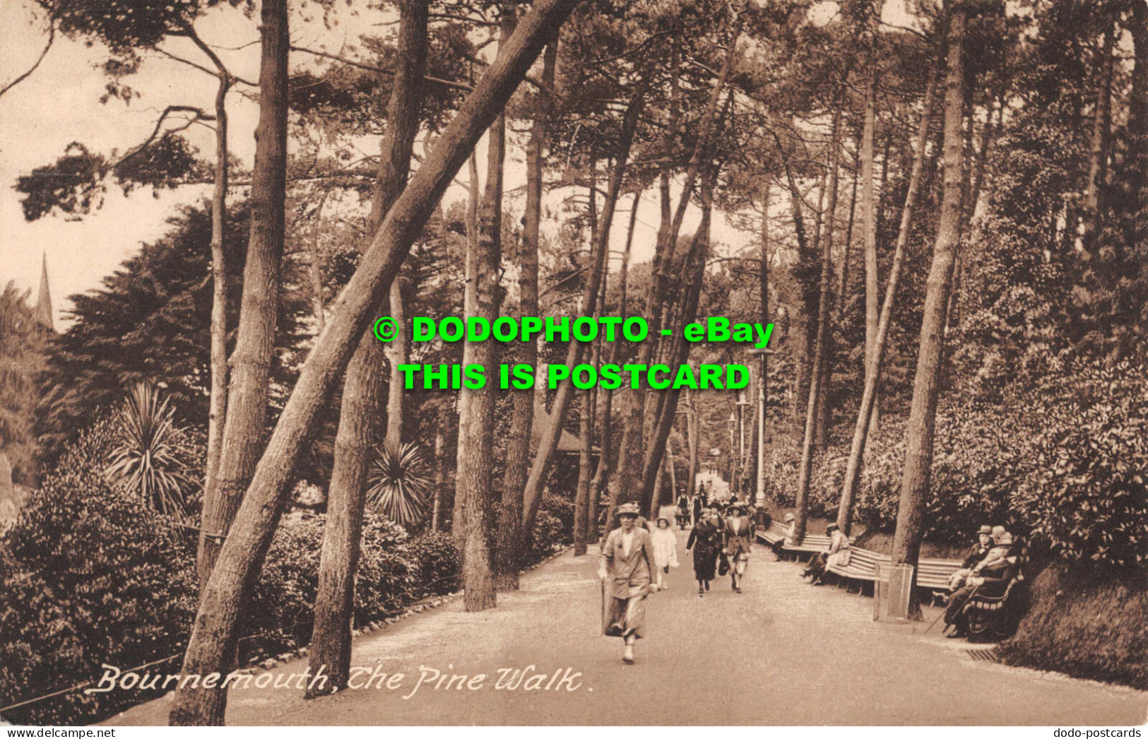 R555768 Bournemouth. The Pine Walk. F. Frith. No. 72698 - World