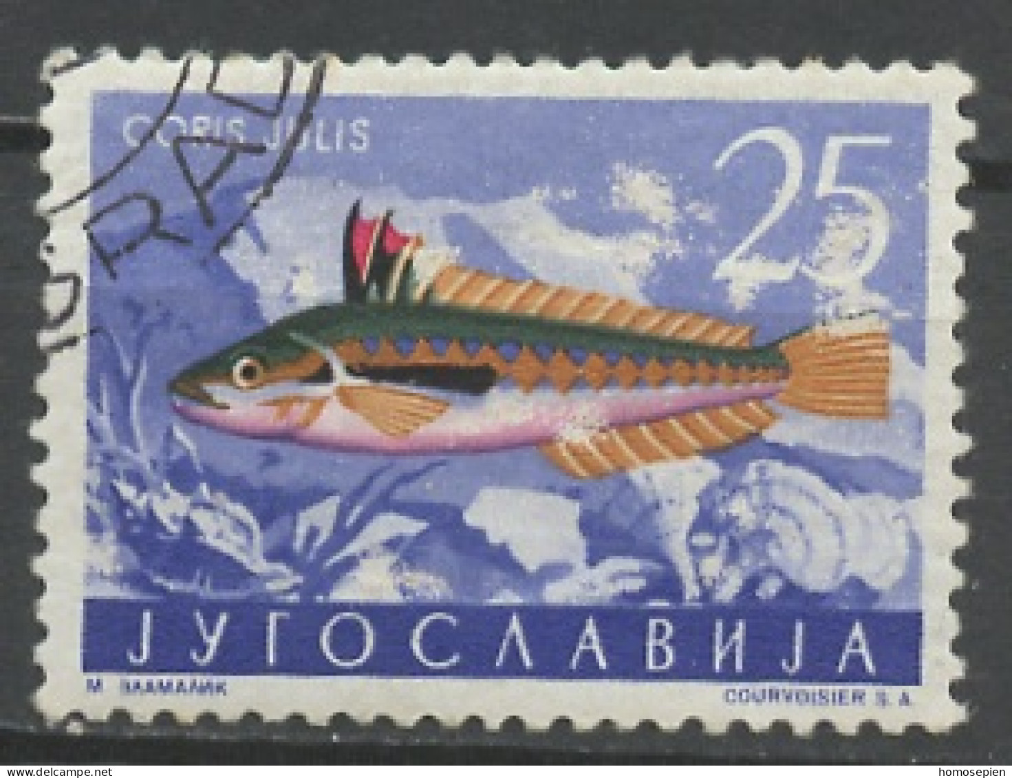 Yougoslavie - Jugoslawien - Yugoslavia 1956 Y&T N°700 - Michel N°798 (o) - 25d Girelle - Used Stamps