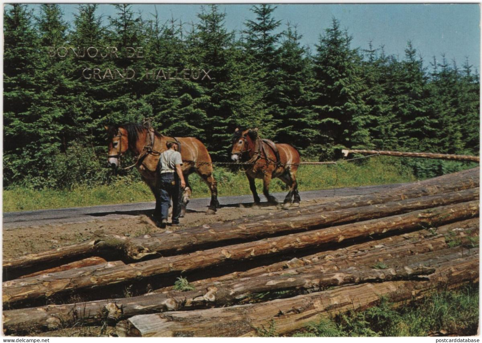 Bonjour De Grand Halleux - & Horse - Autres & Non Classés