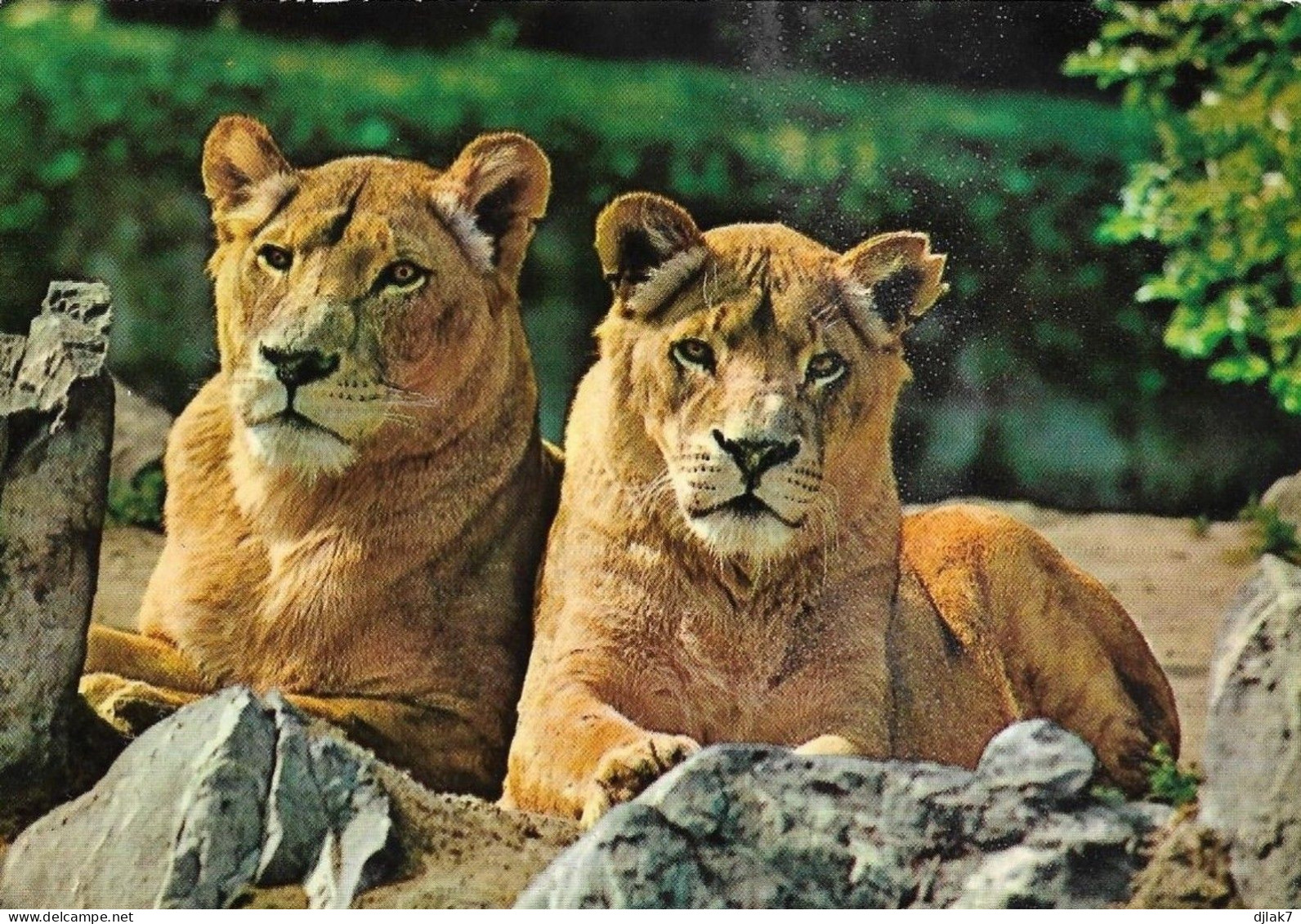 Deux Lions - Lions