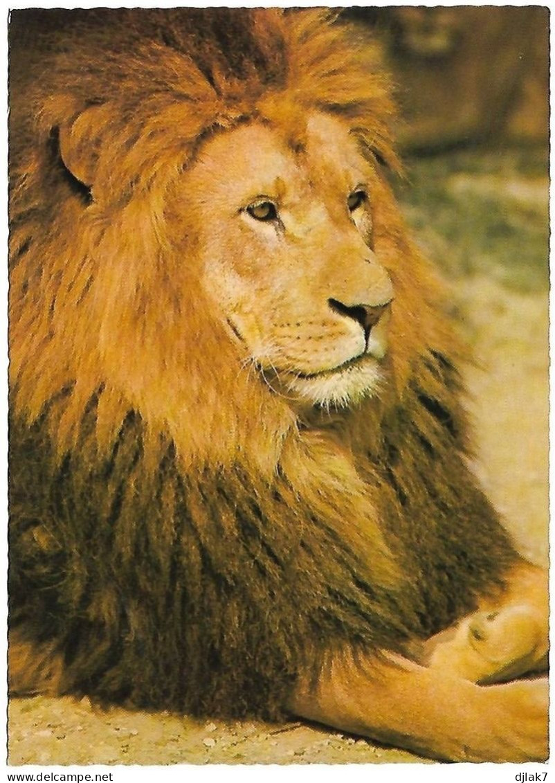 Un Lion - Löwen