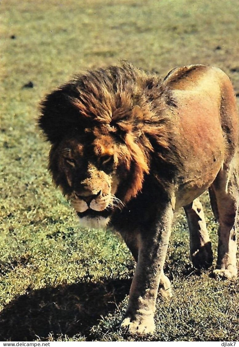 Faune Africaine Un Lion - Lions