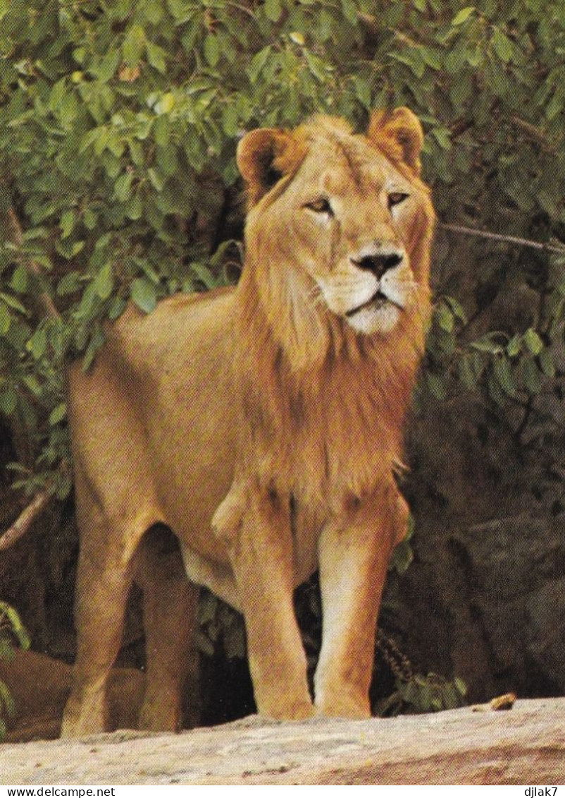 Faune Africaine Un Lion - Lions