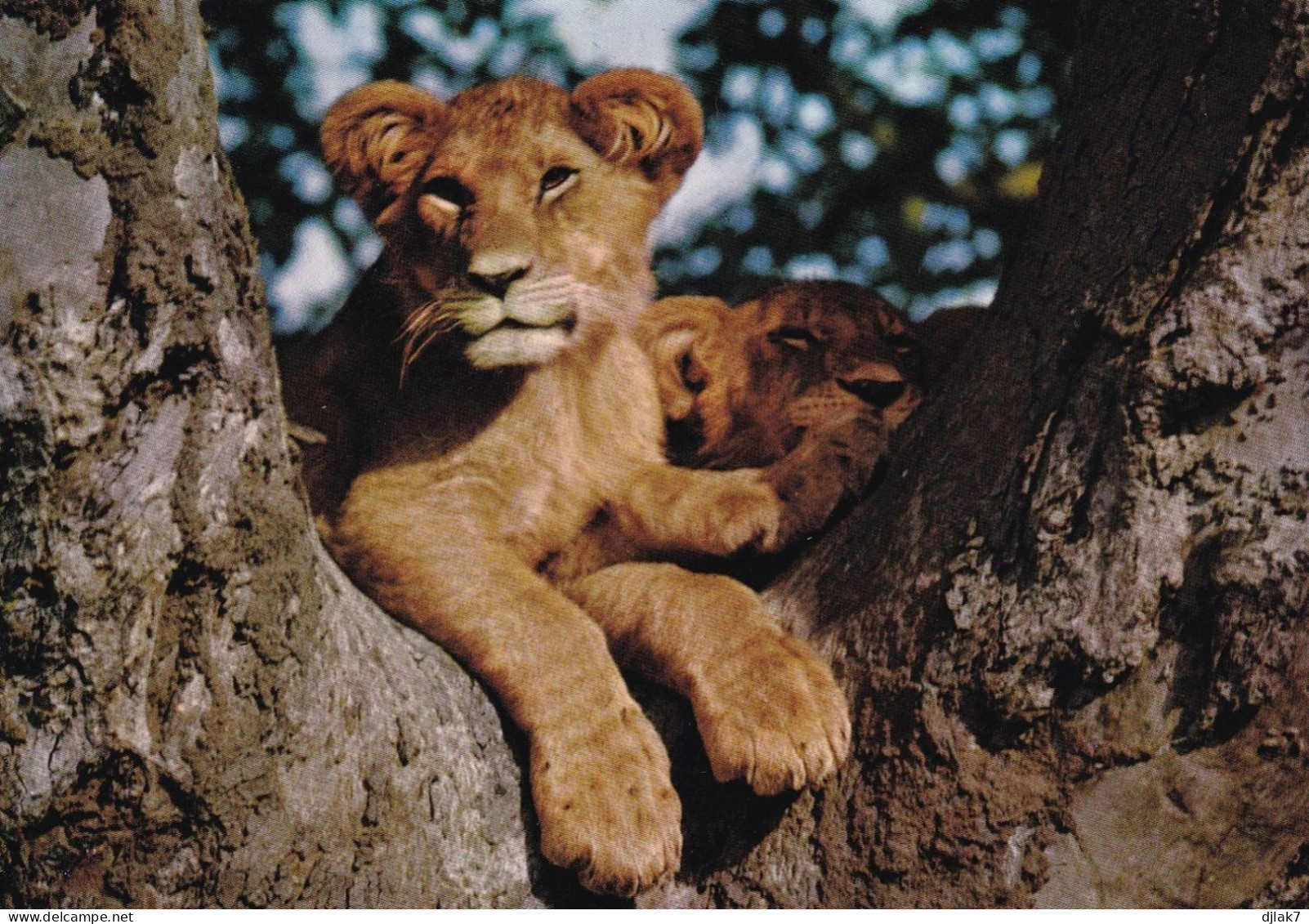 Lionceaux Dans Les Arbres - Lions