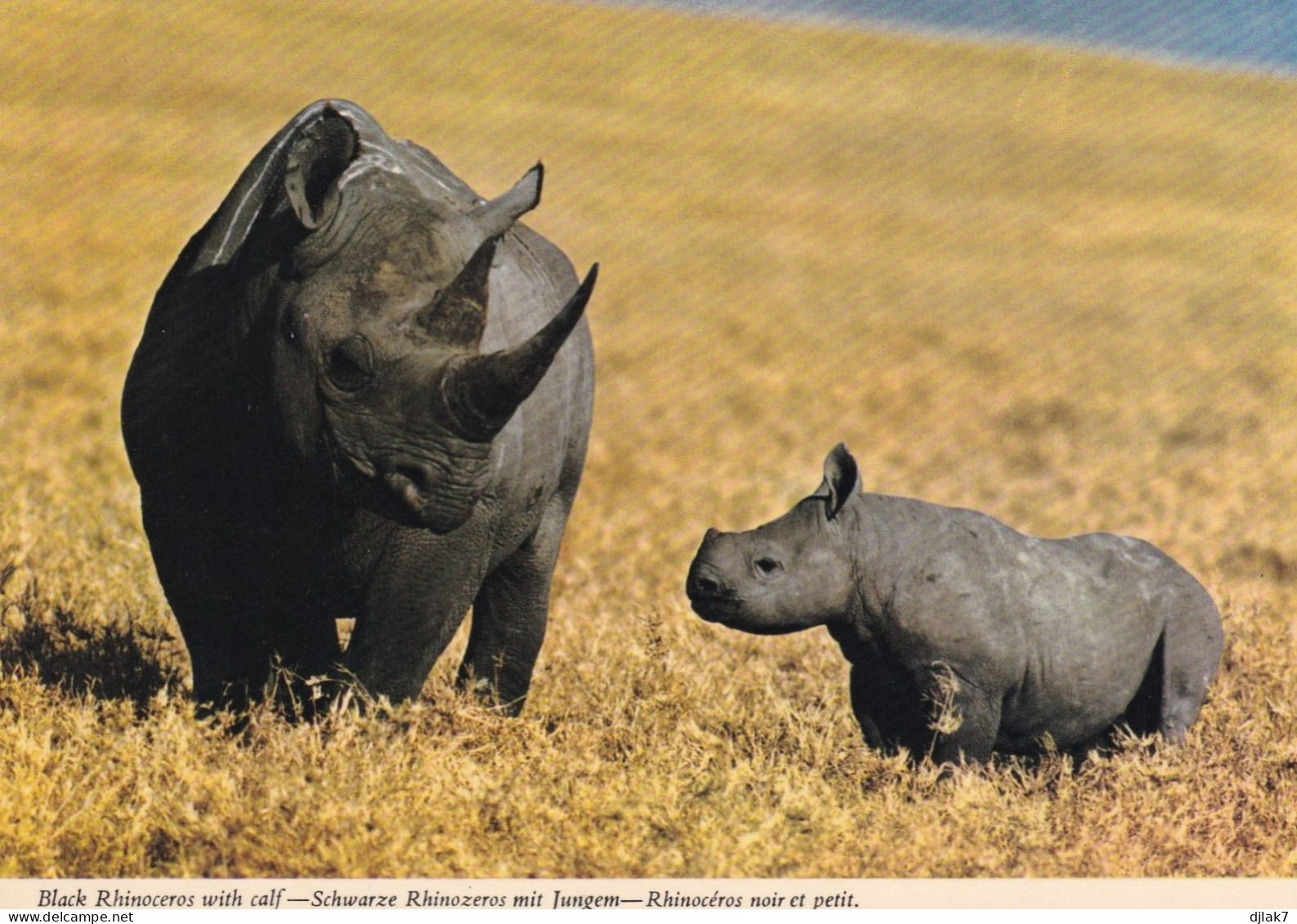 Rhinocéros Noir Et Son Petit - Rhinocéros