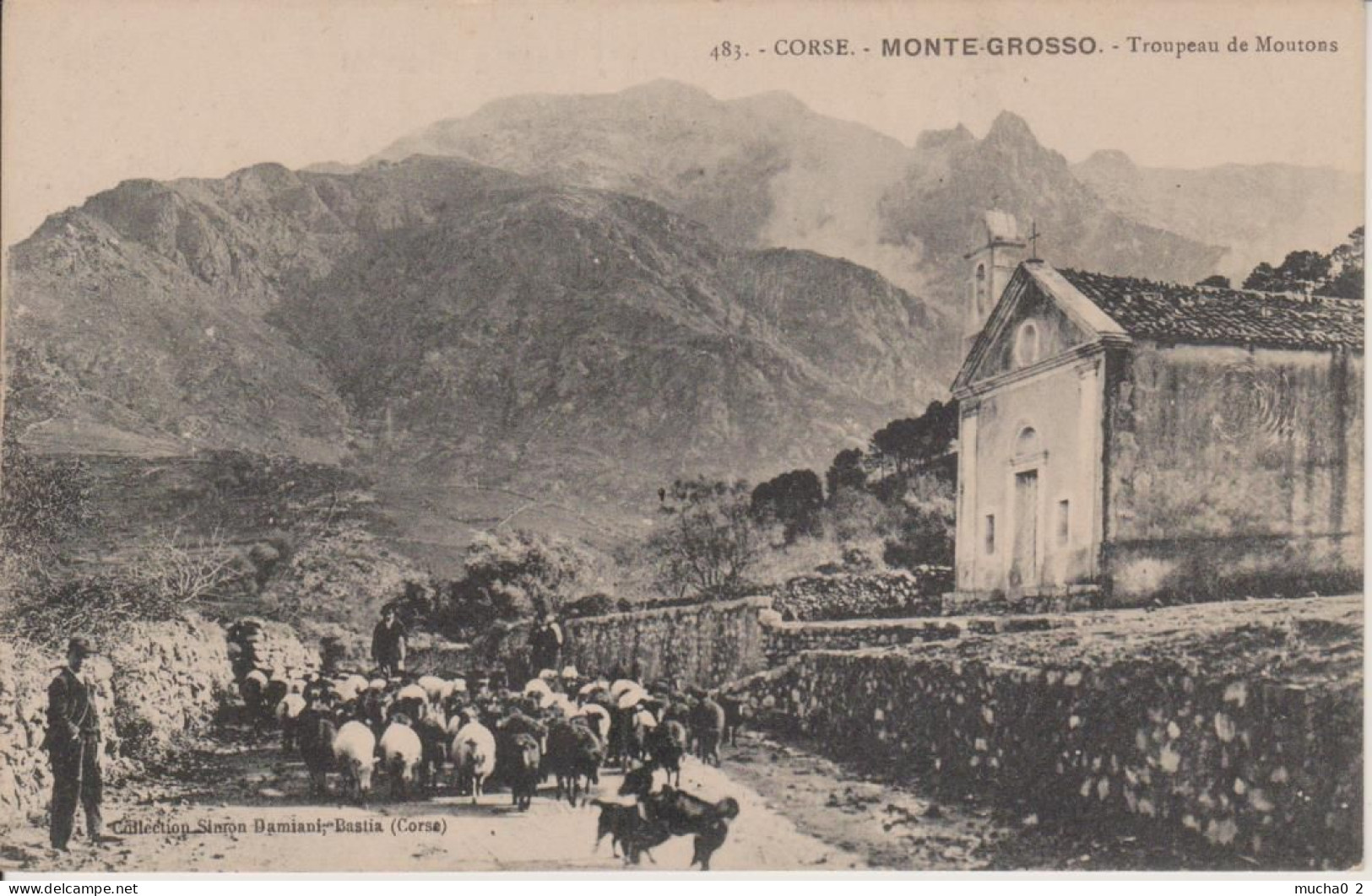 CORSE - MONTE GROSSO - TROUPEAU DE MOUTONS - Autres & Non Classés