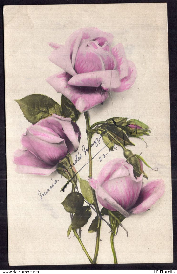 Argentina - 1904 - Flowers - Colorized - Pink Roses - Fleurs