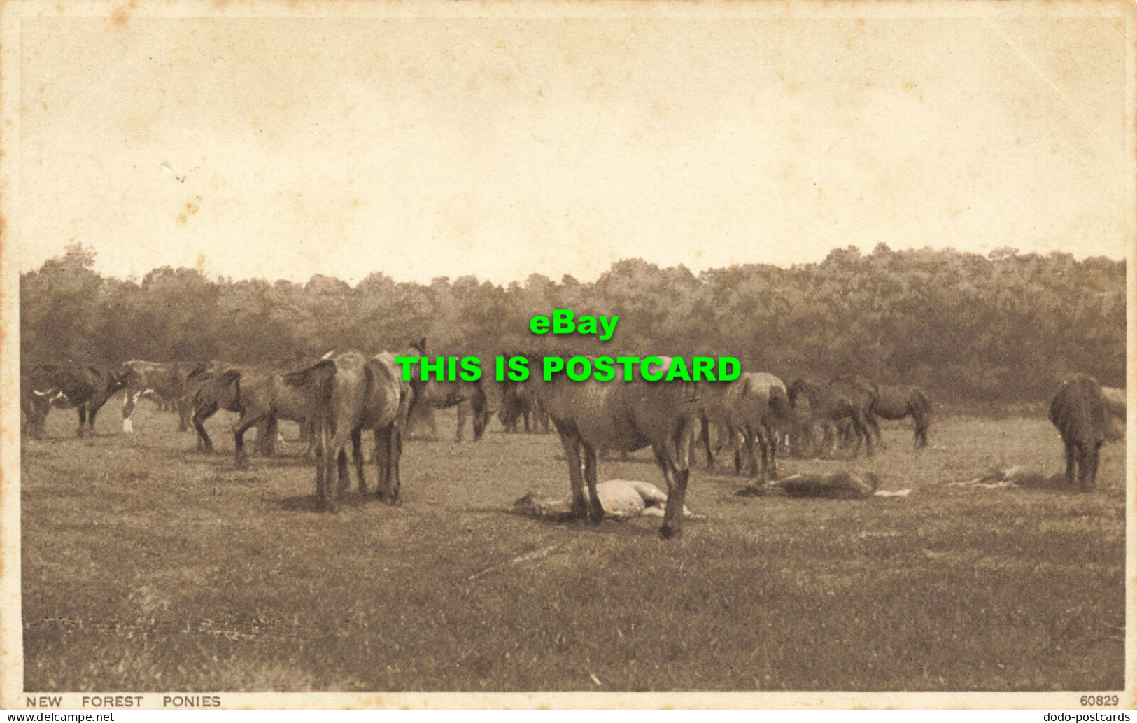 R583047 New Forest Ponies. Photochrom. 1928 - Wereld