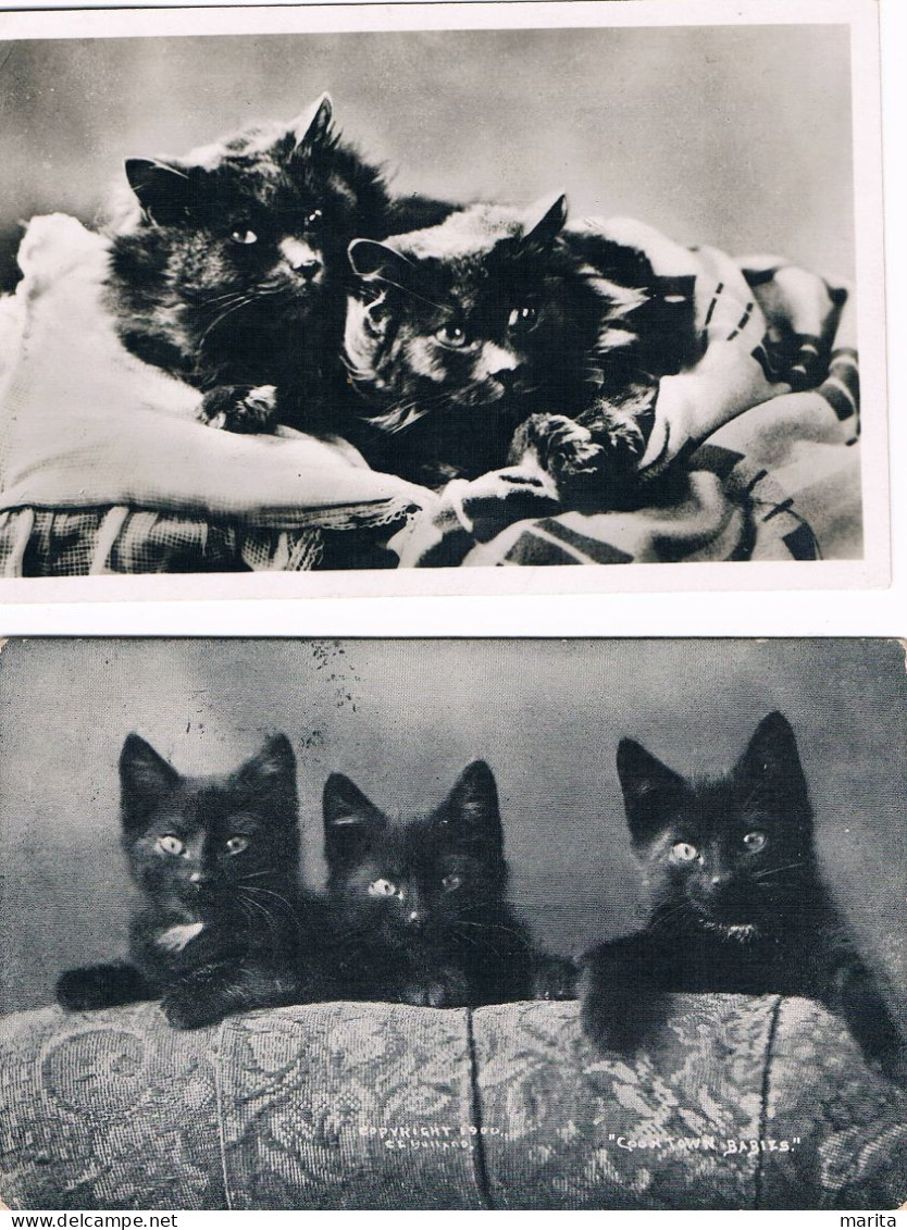 2 Cartes :chats Noir - Black Cats - Katzen- Poesjes- - Cats