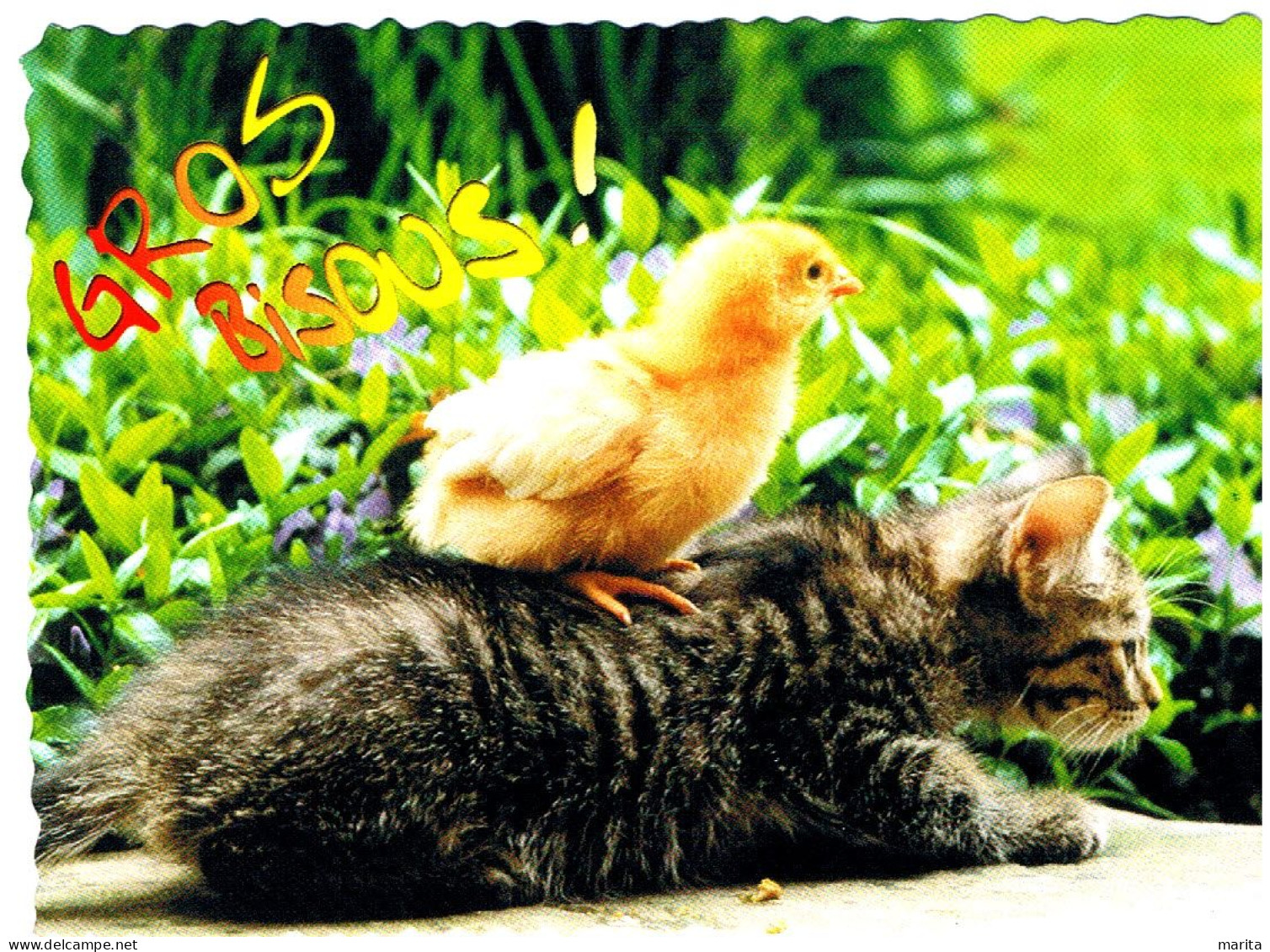 Chat Et Poussin- Cat Chicken -katze- Kuiken Op Rug Van Poes - Cats