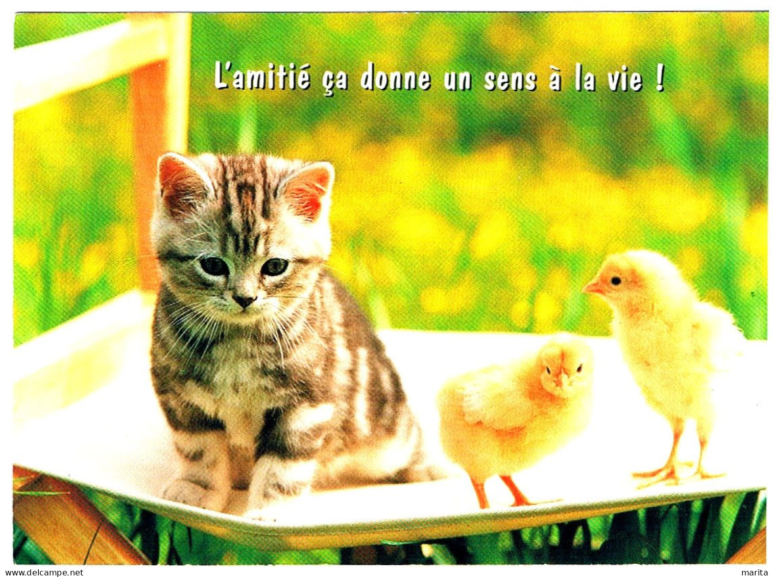 Chat Et Poussins- Cat Chickens -katze-  Poes En 2 Kuikens - Cats