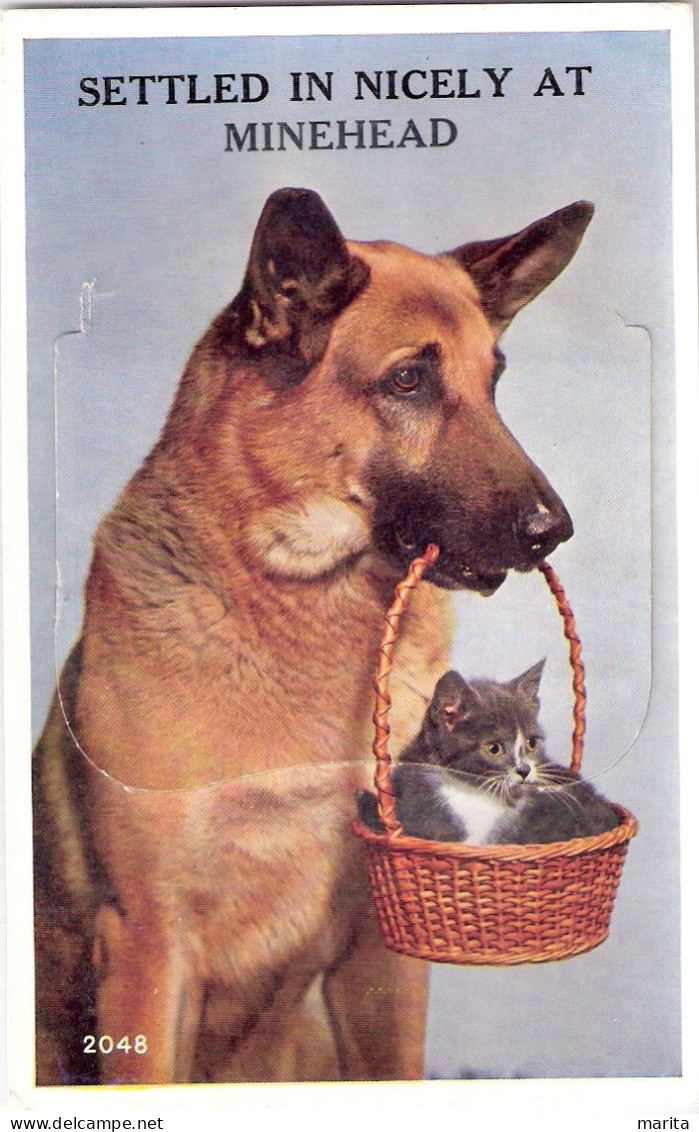 Chat Et Grand Chien-cat And Dog  -klein Poesje En Duitse Herder -katze Hunde - Cats