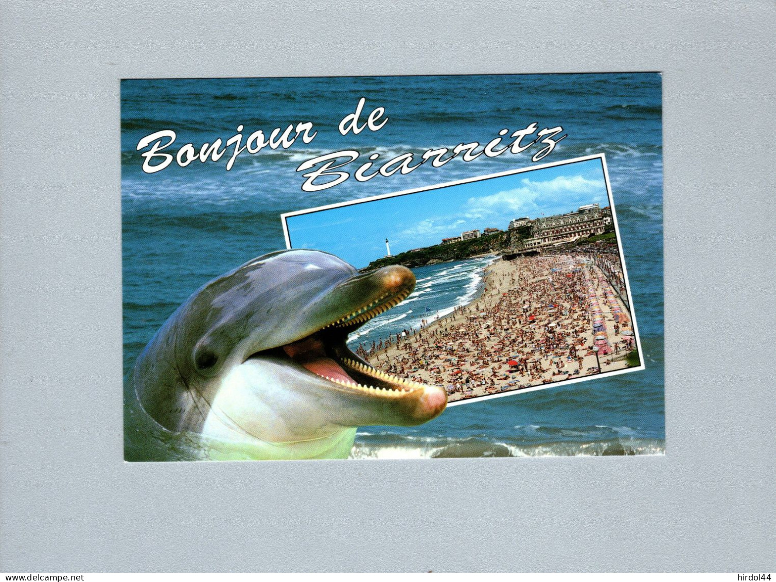 Dauphins - Delphine