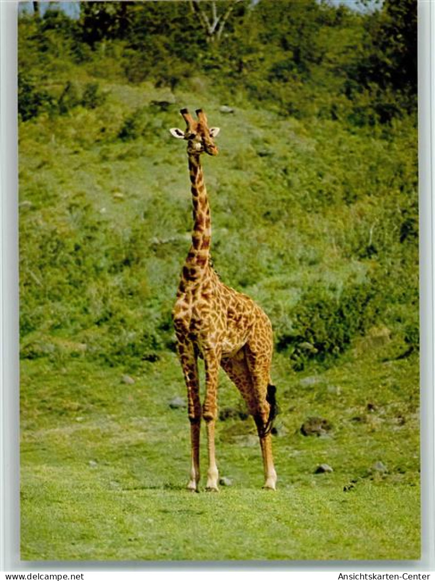 40138011 - Exotische Tiere Giraffe - Sonstige & Ohne Zuordnung