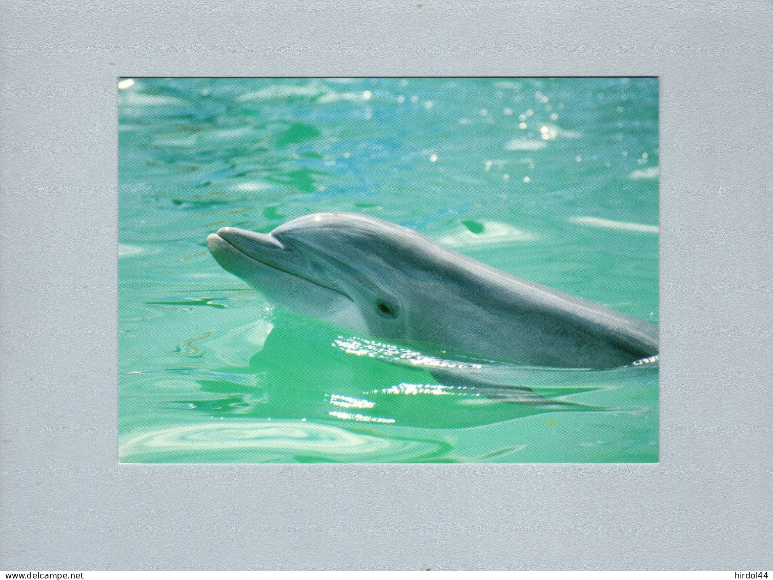 Dauphins - Dauphins