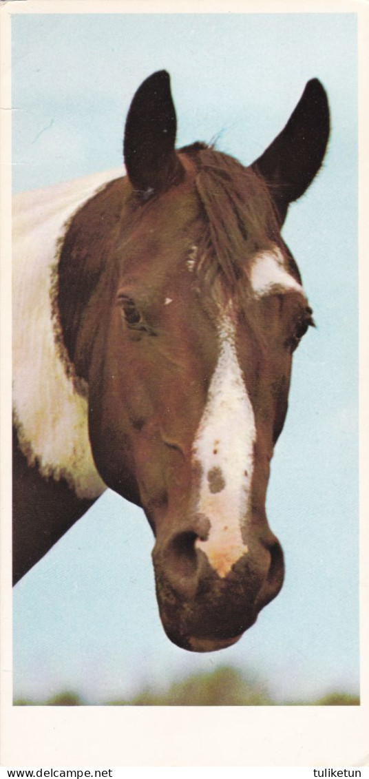 Horse - Cheval - Paard - Pferd - Cavallo - Cavalo - Caballo - Häst - Hallmark - Grako - Double Card - Chevaux