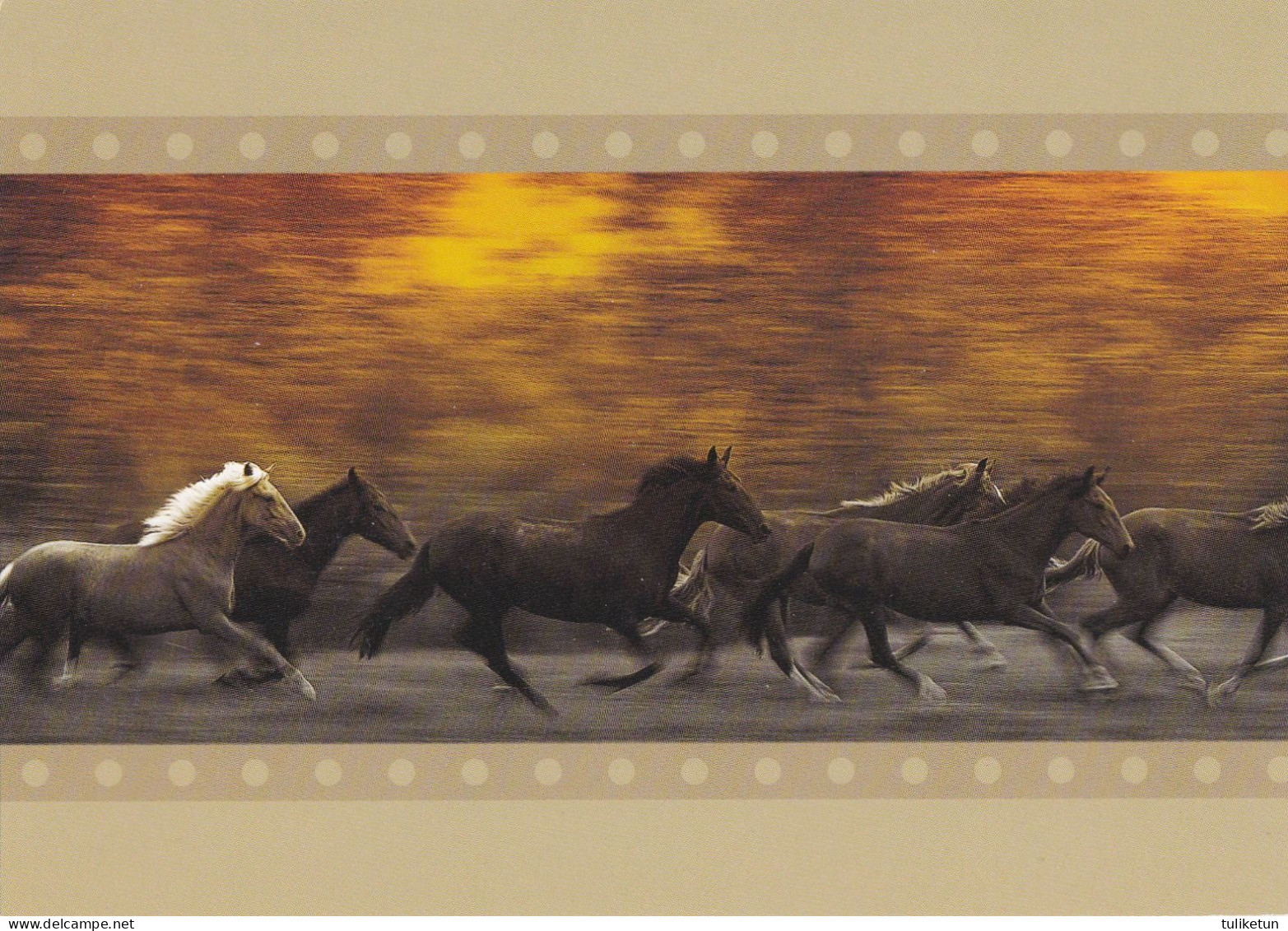 Horse - Cheval - Paard - Pferd - Cavallo - Cavalo - Caballo - Häst - Double Card - Chevaux