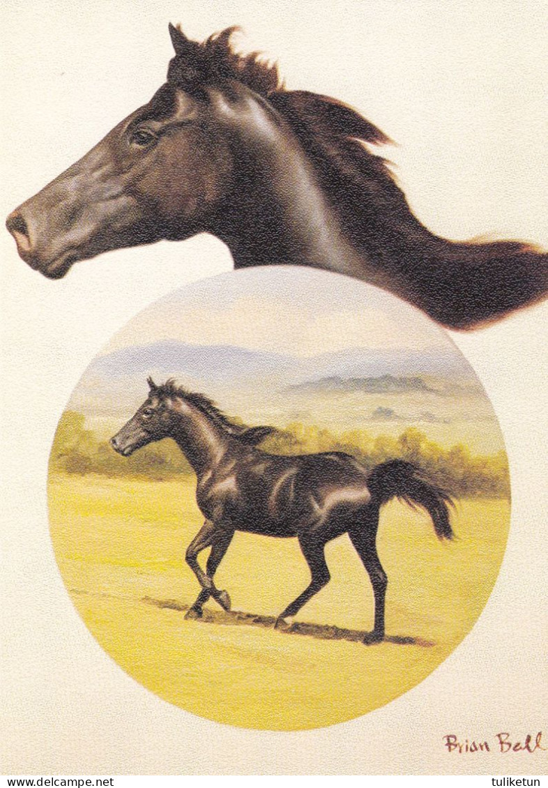 Horse - Cheval - Paard - Pferd - Cavallo - Cavalo - Caballo - Häst - Kunstverlag Deutsch - Chevaux