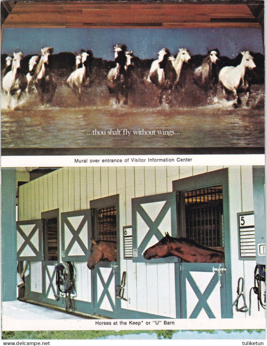 Horse - Cheval - Paard - Pferd - Cavallo - Cavalo - Caballo - Häst - Kentucky Horse Park - Cards - Chevaux