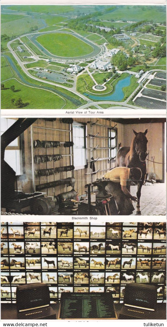 Horse - Cheval - Paard - Pferd - Cavallo - Cavalo - Caballo - Häst - Kentucky Horse Park - Cards - Chevaux