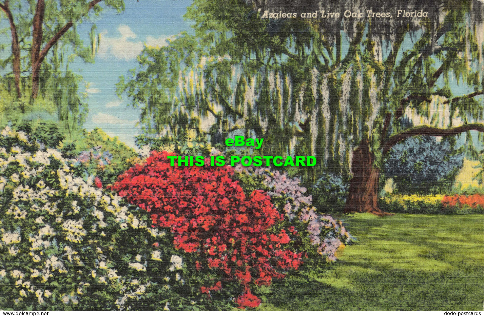 R584298 Florida. Azaleas And Live Oak Trees. C. T. Art Colortone. Tropical Flori - Monde