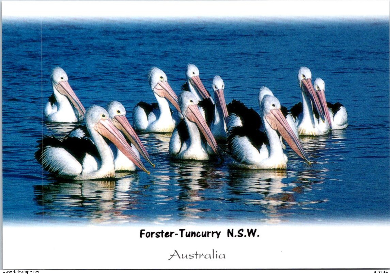 18-5-2024 (5 Z 26) Australia - NSW - Forster Pelican - Oiseaux