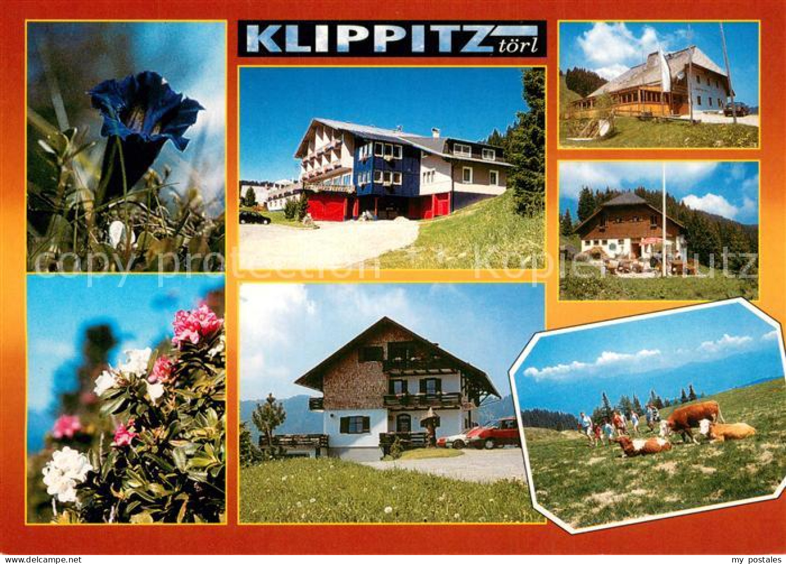 73758260 Klippitztoerl Teilansichten Alpenflora Almvieh  - Autres & Non Classés