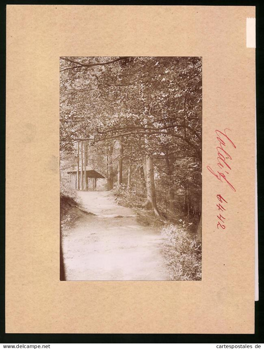 Fotografie Brück & Sohn Meissen, Ansicht Colditz, Wanderweg & Unterstand Im Tiergarten  - Places