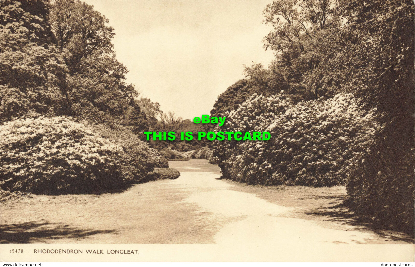 R584493 Longleat. Rhododendron Walk - Wereld